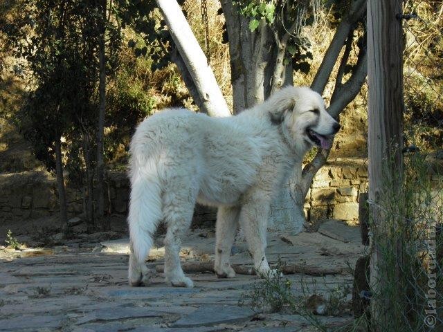 Perro de Montana del Pirineo