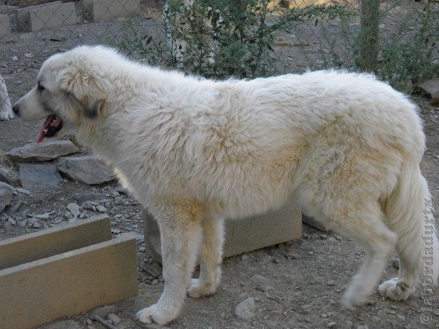 Perro de Montana del Pirineo