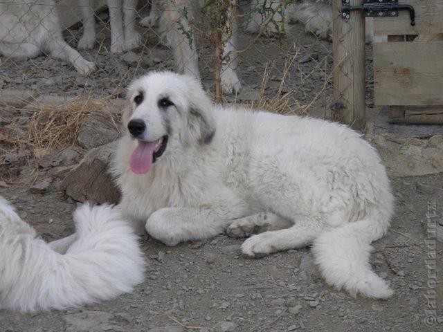 Perro de Montana del Pirineo