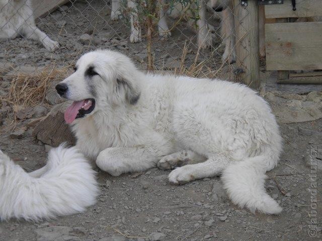 Perro de Montana del Pirineo