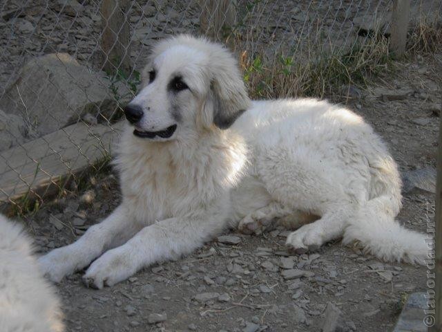 Perro de Montana del Pirineo