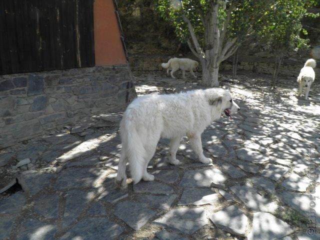 Perro de Montana del Pirineo