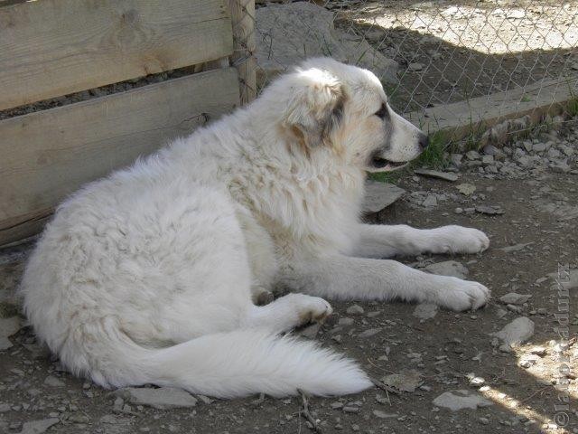 Perro de Montana del Pirineo