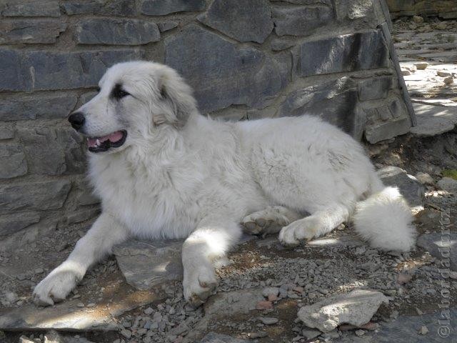 Perro de Montana del Pirineo