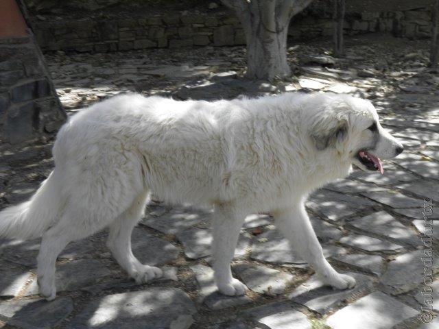 Perro de Montana del Pirineo