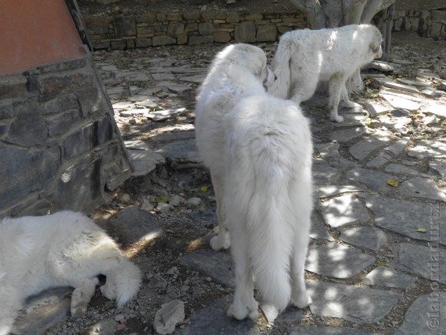 Perro de Montana del Pirineo