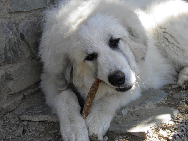 Perro de Montana del Pirineo