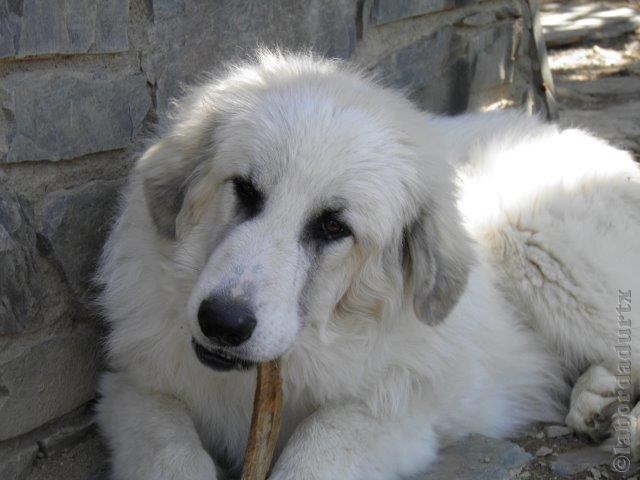 Perro de Montana del Pirineo