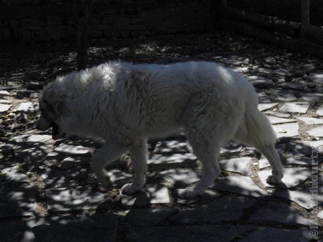 Perro de Montana del Pirineo