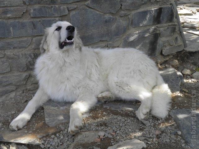 Perro de Montana del Pirineo