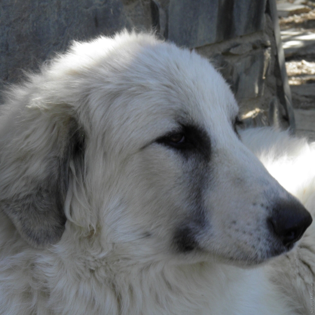 Perro de Montana del Pirineo