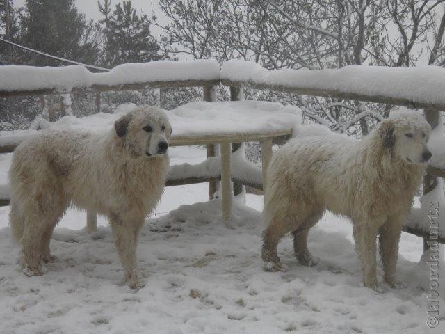 Perro de Montana del Pirineo