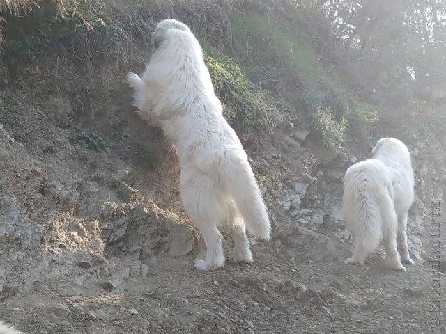 Perro de Montana del Pirineo