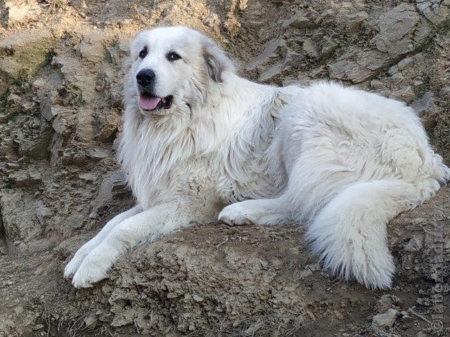 Perro de Montana del Pirineo