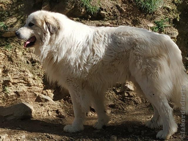 Perro de Montana del Pirineo