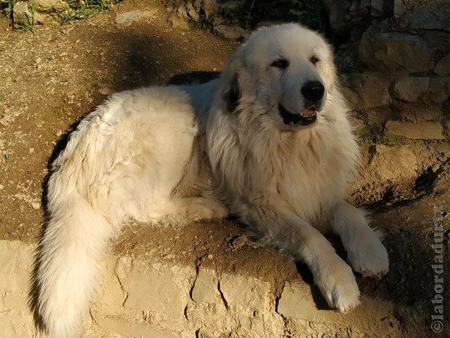 Perro de Montana del Pirineo