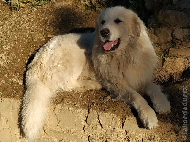 Perro de Montana del Pirineo