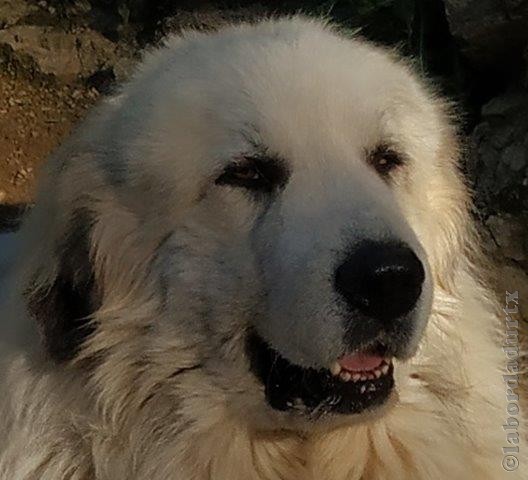 Perro de Montana del Pirineo