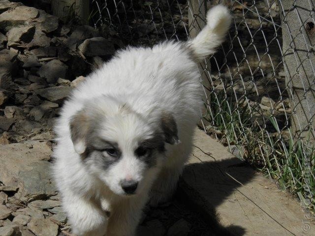 Perro de Montana del Pirineo