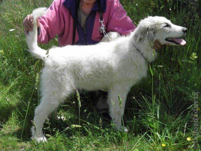 Perro de Montana del Pirineo