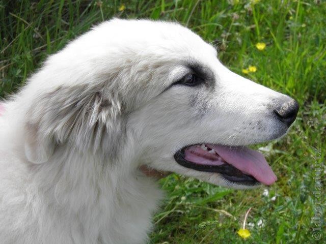 Perro de Montana del Pirineo