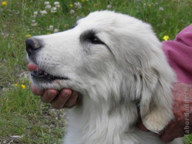 Perro de Montana del Pirineo