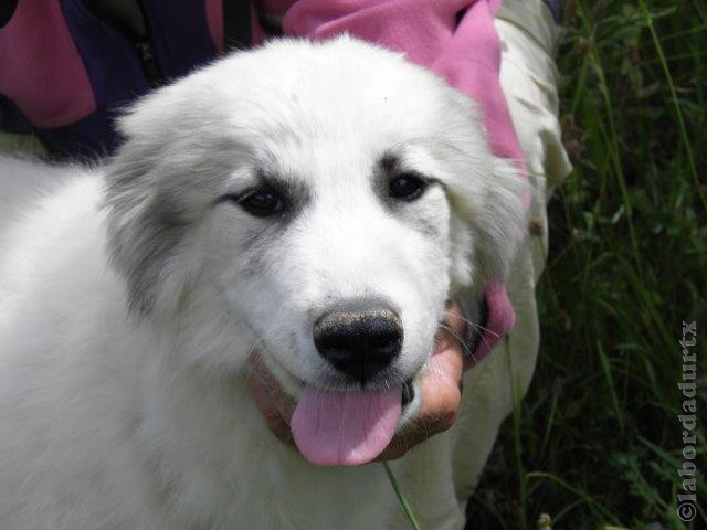 Perro de Montana del Pirineo