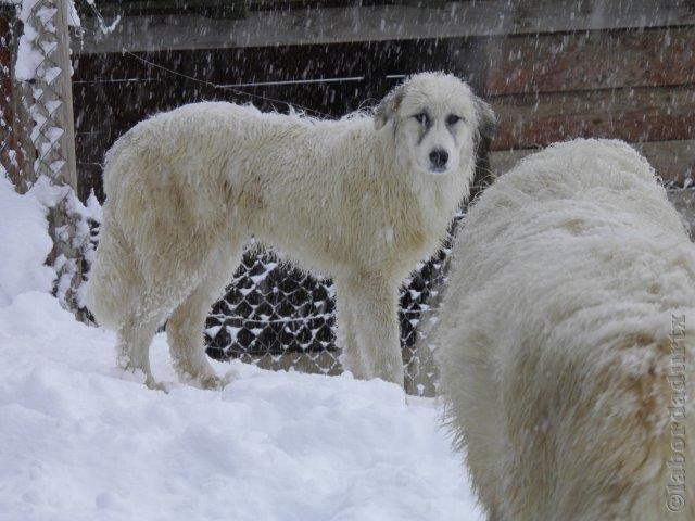 Perro de Montana del Pirineo