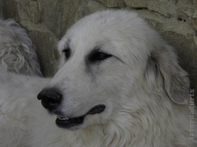 Perro de Montana del Pirineo