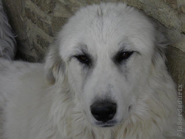 Perro de Montana del Pirineo