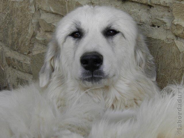 Perro de Montana del Pirineo