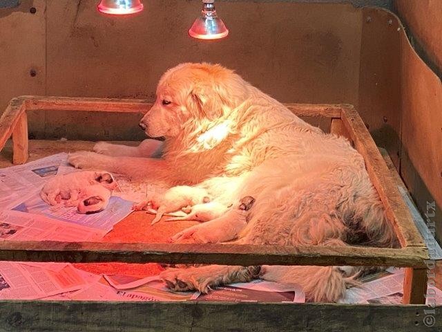 Perro de Montana del Pirineo