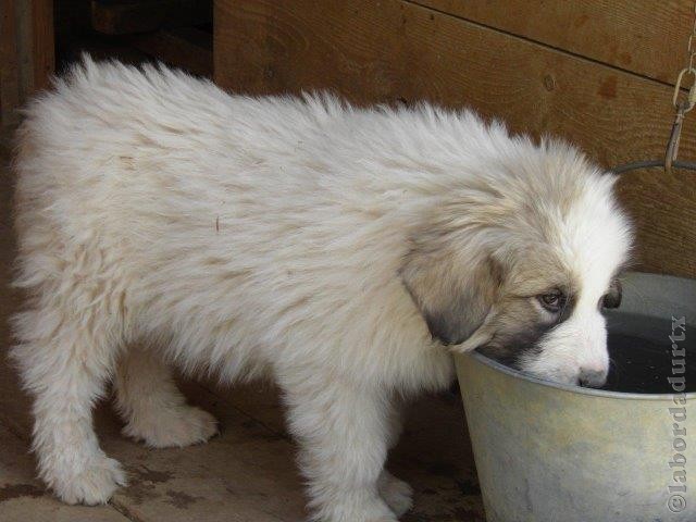 Perro de Montana del Pirineo