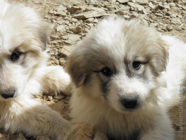 Perro de Montana del Pirineo