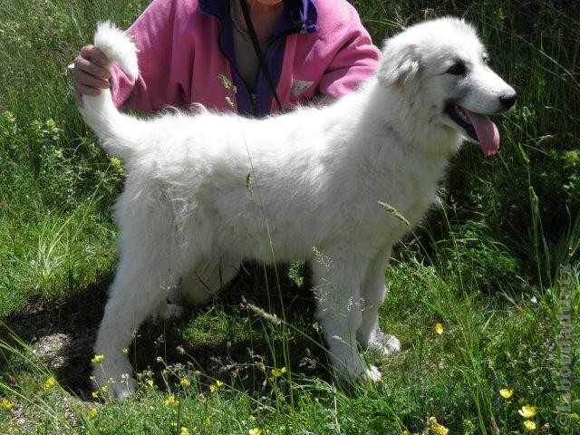 Perro de Montana del Pirineo