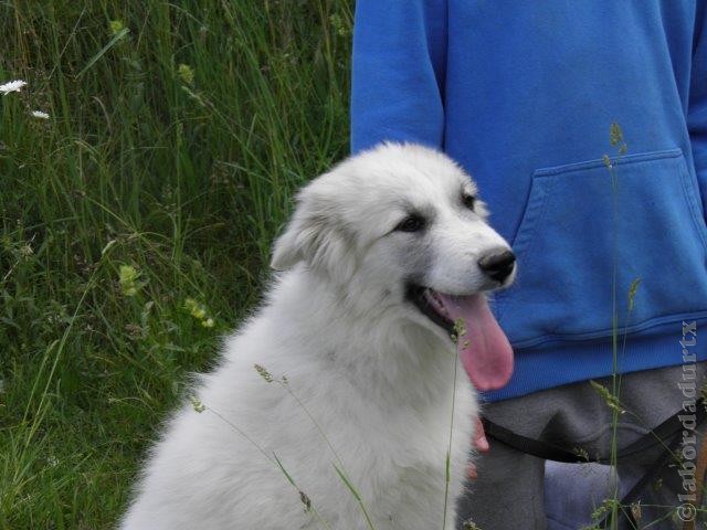 Perro de Montana del Pirineo