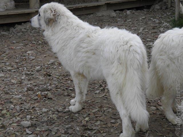 Perro de Montana del Pirineo