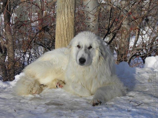 Perro de Montana del Pirineo