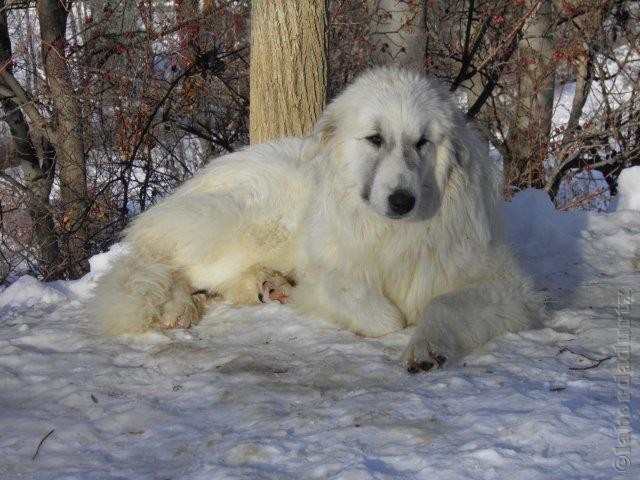 Perro de Montana del Pirineo