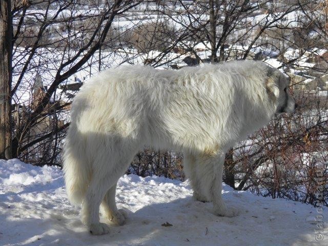 Perro de Montana del Pirineo