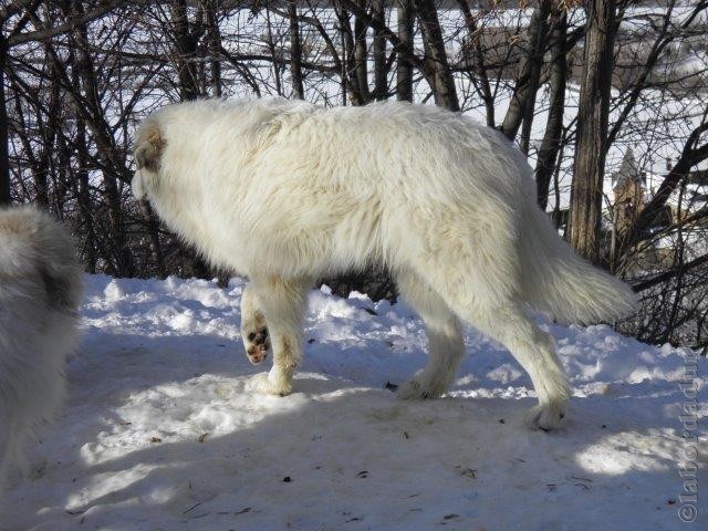 Perro de Montana del Pirineo