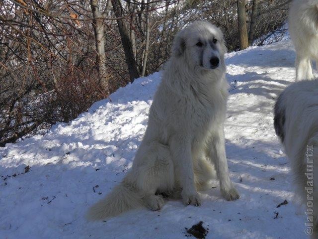 Perro de Montana del Pirineo