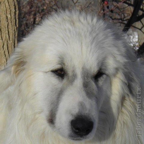 Perro de Montana del Pirineo