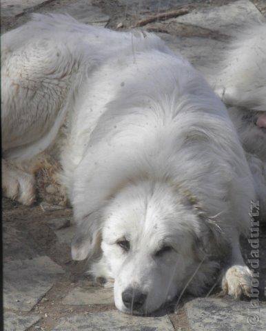 Perro de Montana del Pirineo