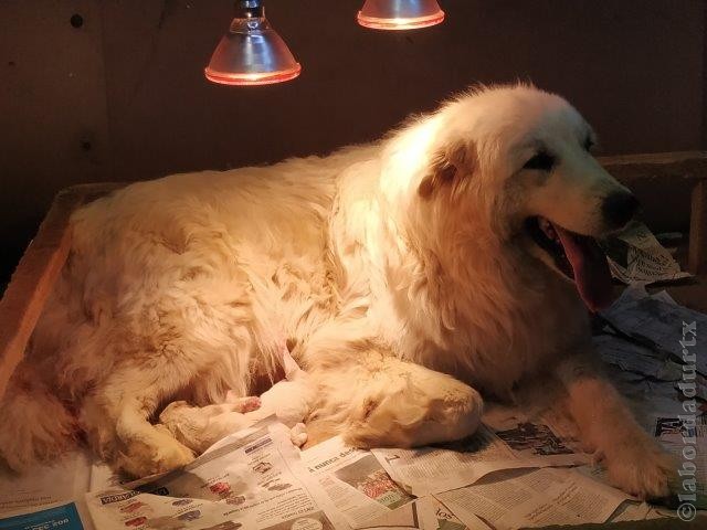 Perro de Montana del Pirineo