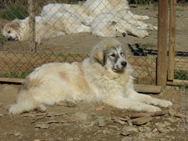 Perro de Montana del Pirineo