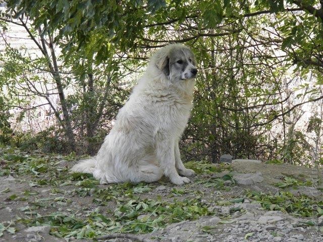 Perro de Montana del Pirineo