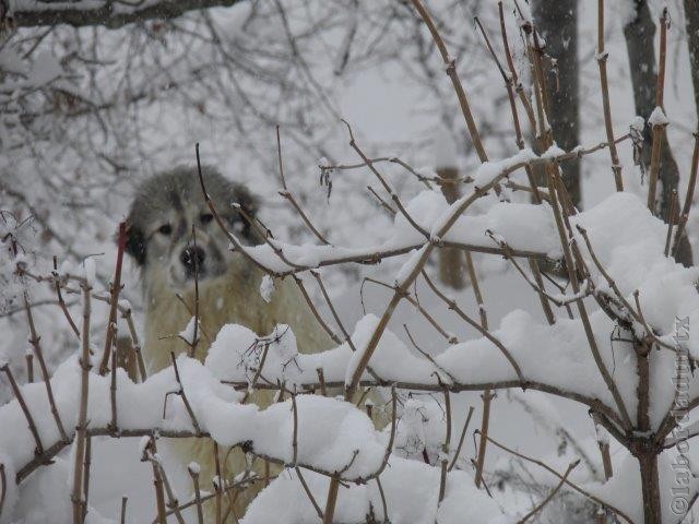 Perro de Montana del Pirineo