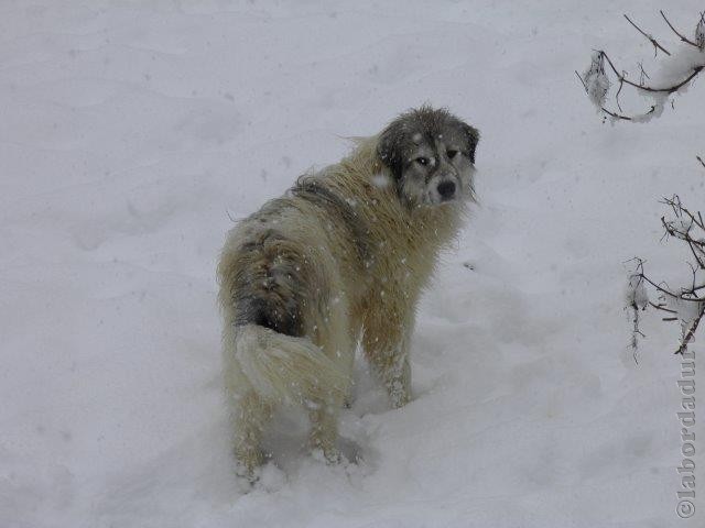 Perro de Montana del Pirineo