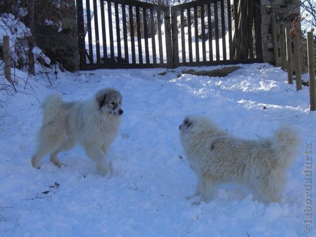 Perro de Montana del Pirineo